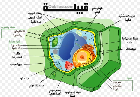 شكل الخلية النباتية
